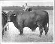 Thumbnail image of item number 1 in: '[Photograph of a bull with a "0" branded on his back left leg]'.