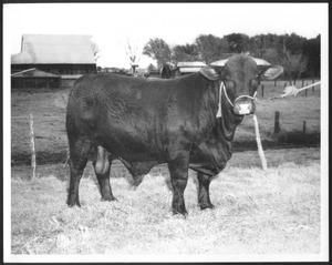 Primary view of object titled '[Photograph of a Santa Gertrudis bull taken in a pasture on the George Ranch]'.