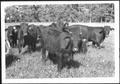 Photograph: [Photograph of a herd of Santa Gertrudis cattle in a pasture on the G…