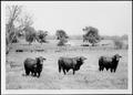 Photograph: [Photograph of three Santa Gertrudis bulls in a pasture on the George…