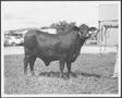 Primary view of [Photograph of a Santa Gertrudis heifer]
