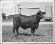Thumbnail image of item number 1 in: '[Photograph of a Santa Gertrudis heifer]'.