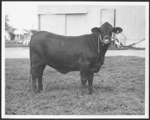 Primary view of object titled '[Photograph of a Santa Gertrudis heifer]'.