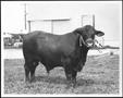 Primary view of [Photograph of a Santa Gertrudis sale bull]