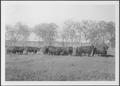 Photograph: [Photograph of a herd of cattle in a pasture on the George Ranch]
