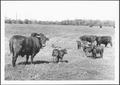 Primary view of [Photograph of cows and calves]