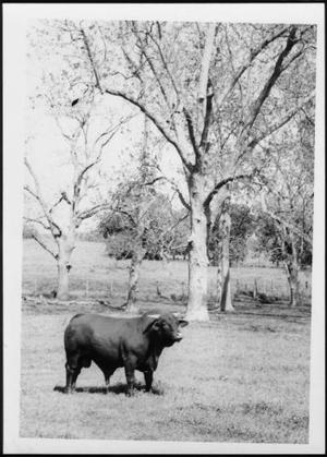 Primary view of object titled '[Photograph of a bull and fence line and trees in background]'.