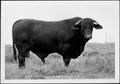 Primary view of [Photograph of a bull in a pasture on the George Ranch - side view]
