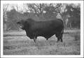 Primary view of [Photograph of a bull in a pasture on the George Ranch]