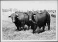 Primary view of [Photograph of two bulls in a pasture on the George Ranch]