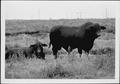 Primary view of [Photograph of two bulls in a pasture]