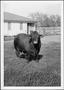 Thumbnail image of item number 1 in: '[Photograph of a bull in a pasture on the George Ranch]'.