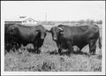 Primary view of [Photograph of two bulls in a pasture in the "Berry Place" area of the George Ranch]