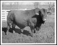 Thumbnail image of item number 1 in: '[Photograph of a bull in a stock pen on the George Ranch]'.