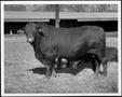 Primary view of [Photograph of a bull with "02" and "6" branded on his left side]