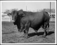 Thumbnail image of item number 1 in: '[Photograph of a bull with "258" branded on left flank]'.