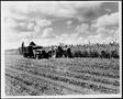 Primary view of [Photograph of the harvesting of sorghum on the George Ranch]
