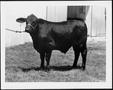 Photograph: [Photograph of a Santa Getrudis' calf]