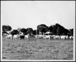 Photograph: [Photograph of a herd of white Brahman cattle and one black calf]
