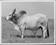 Photograph: [Photograph of a white Brahman bull - side view]