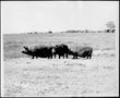 Photograph: [Photograph of three hogs in a pasture]