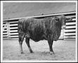 Primary view of [Photograph of a cow - facing right side]