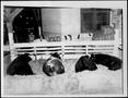 Photograph: [Photograph of four Short Horn cattle owned by A.P. George]