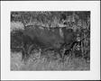 Photograph: [Photograph of a steer standing in tall grass]