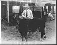 Primary view of [Photograph of Albert Peyton George with the Grand Champion short horn steer]