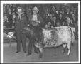 Thumbnail image of item number 1 in: '[Photograph of Albert Peyton George with the exhibitor of the Reserve Grand Champion Short Horn Steer]'.