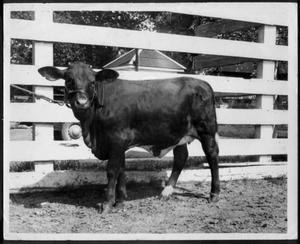 Primary view of object titled '[Photograph of a "Prize cross breed at George Ranch - 1960"]'.