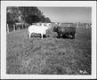 Primary view of [Photograph of a Brahman facing a dark colored bull in a pasture]