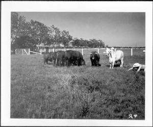 Primary view of object titled '[Photograph of six cattle in a pasture on the George Ranch]'.