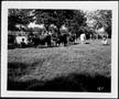 Photograph: [Photograph of four cows in a pasture on the George Ranch]