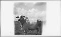 Photograph: [Photograph of a Brahman cow in a pasture on the George Ranch]
