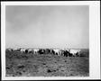 Primary view of [Photograph of a herd of Brahman cattle around a wooden trough in a pasture]