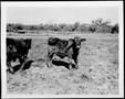 Photograph: [Photograph of two calves in a pasture]
