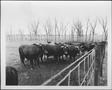 Photograph: [Photograph of a small herd of cattle standing near a fence line]