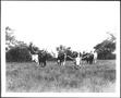 Thumbnail image of item number 1 in: '[Photograph of six Longhorn cattle in a pasture]'.