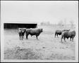 Photograph: [Photograph of seven cows in a pasture]