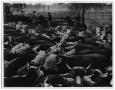 Photograph: Cattle Round Up On the Brown Ranch