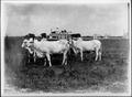 Primary view of [Photograph of three Brahman cattle in a King Ranch pasture]