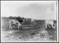 Primary view of [Photograph of four Brahman cattle grazing on pastureland at the King Ranch]
