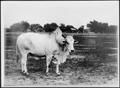 Thumbnail image of item number 1 in: '[A Brahman bull (facing right  side of photo)]'.