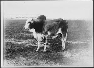 Primary view of object titled '[Photograph of a Brahman bull]'.
