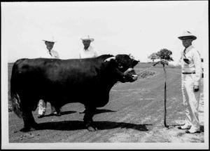 Primary view of object titled '[Albert Peyton George holding the lead rope of a Santa Gertrudis bull]'.