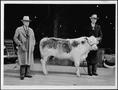 Primary view of [Albert Peyton George standing next to a man holding the halter of a steer]