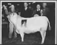 Thumbnail image of item number 1 in: '[Photograph of Jean Kiger with her champion steer]'.