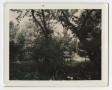 Thumbnail image of item number 1 in: '[Photograph of Gypsy Ted Sullivan Wylie's Backyard]'.