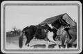 Photograph: [Saddled paint horse being ponied by another horse]